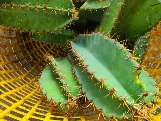 Turn wild thorny plants in the sand into a unique dish