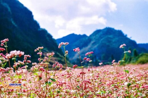 Flowering season in October along the country: The Northwest has a very strange flower that not everyone knows