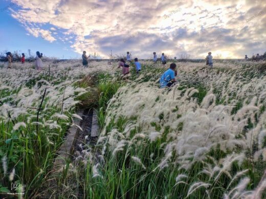 The most beautiful reed grass fields in the country, some places are actively hunted by backpackers