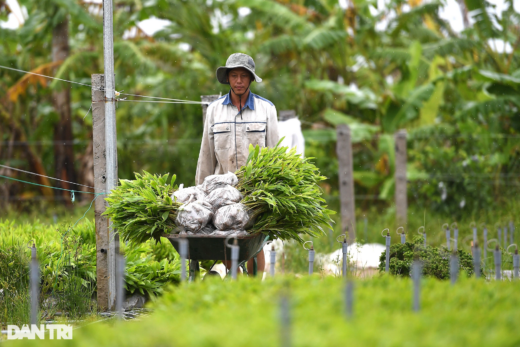 The “Farmer Master” in Ca Mau earns millions of dollars by nursery seedlings and farming perch