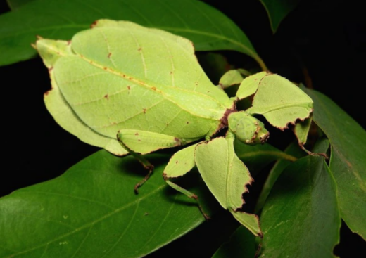 Unique hundreds dollar “mobile leaf” hobby