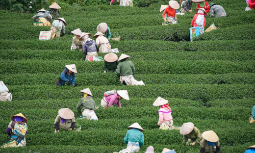 Vietnam’s largest tea plantation enters harvest season