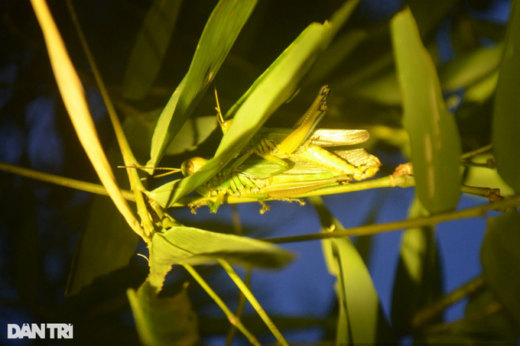 Mountain children hunt “flying shrimp” to damage crops, earn hundreds of thousands of Dong every day