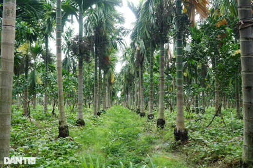 The areca garden is picturesque, earning thousands of dollars from the old farmer in the West