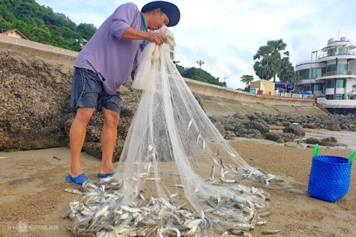 Vung Tau people hunt mullet