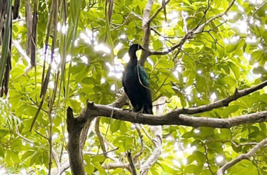 Rare pigeons appear in Con Dao National Park