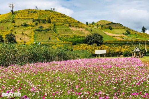 Check-in vast wild sunflowers, a unique paragliding experience in Gia Lai