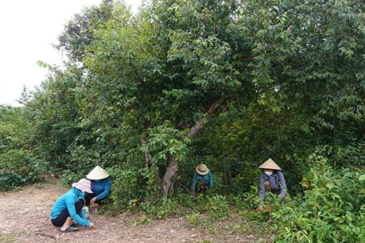 The whole commune pulled together to pick up “forest treasures”, collecting billions of dong