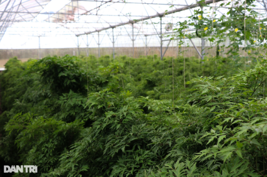 Growing “poor man’s ginseng”, just picking the leaves makes a lot of money