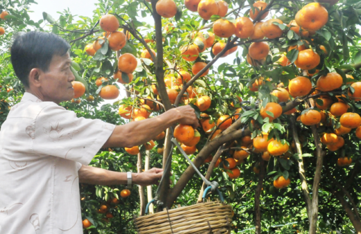 Gardeners catch pink mandarin “carrying many shoulders”, collecting thousands of dollars more