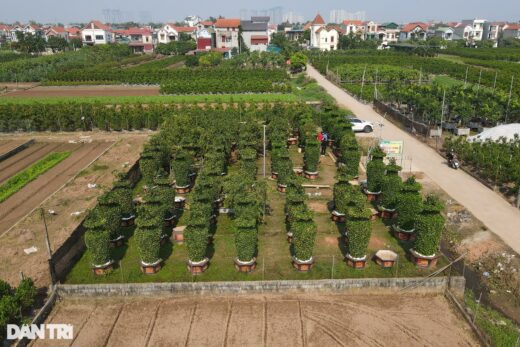 Admire the “terrible” tangerine tree displaying the shape of the World Cup gold cup