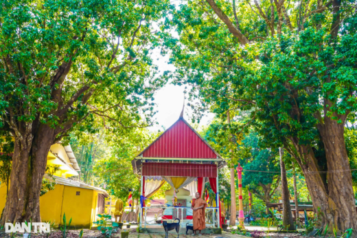 The unique pair of 300-year-old lychee in An Giang is considered a treasure