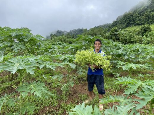 Starting a business with a tree that was cut down, 8x Hoa Binh collects tens of millions of dong/per month