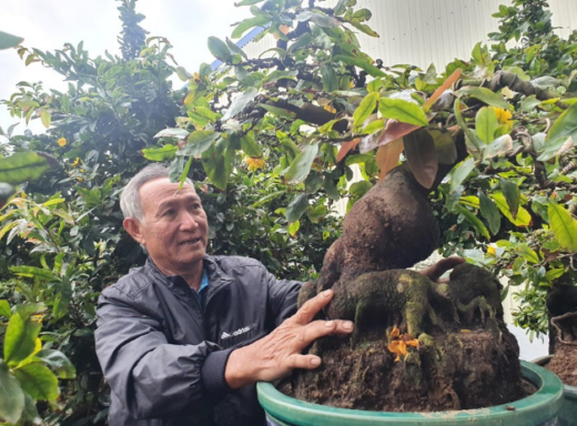 Unique Apricot blossom garden with billions of dongs of artisans of the land of Binh Dinh