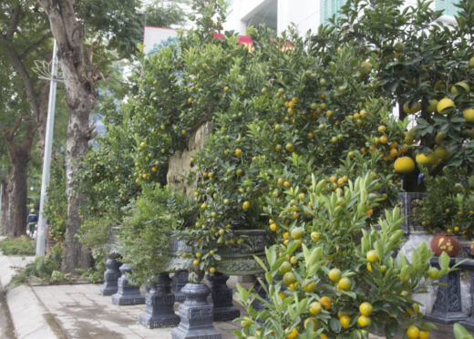 Bonsai grapefruit down the street to serve customers to play Tet, a 50-year-old unique pot with a price of 100 million dong