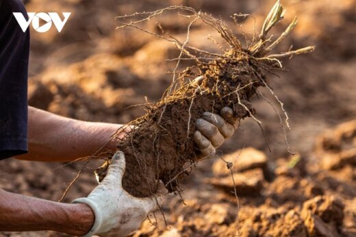 Hanoi: Working hard to dig grown tubers (without care) also makes money in the middle of the Red River