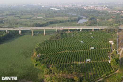 The capital of growing Buddha’s hands on the outskirts of Hanoi is busy in the Tet season