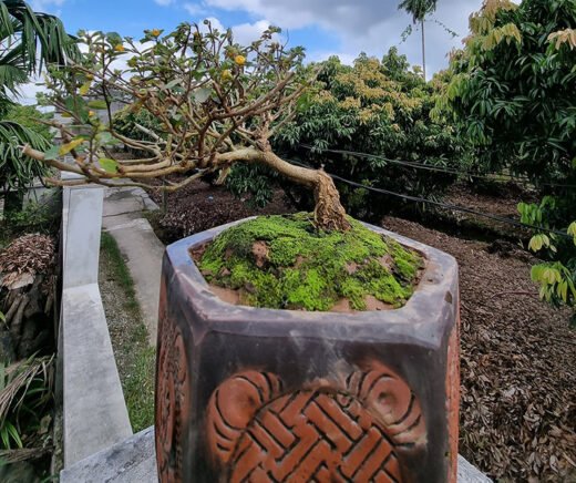 Wild trees that grow full of sugar in Vietnam are now “potted” into bonsai, priced at 500,000 VND/tree