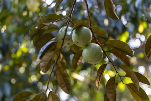 At the end of the year, experience the extremely fruity purple breast milk garden in Can Tho, while eating and picking fruit to bring back