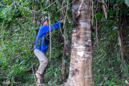 Go to the forest to pick Gleditsia fera