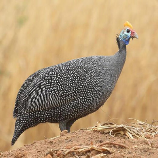 A strange type of chicken that has never been seen, with horns on its head, on New Year’s Eve, if you have money, you may not be able to buy it