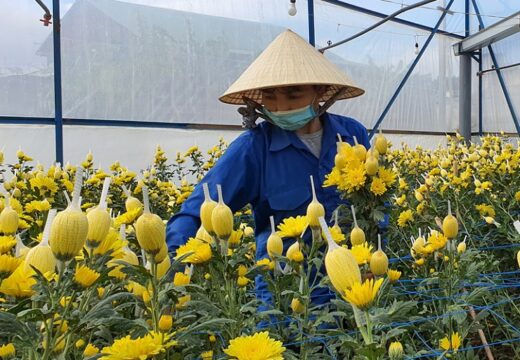 Satisfied with the largest flower capital in the country: Take care of the whole year, in mid-December, you will know which garden won