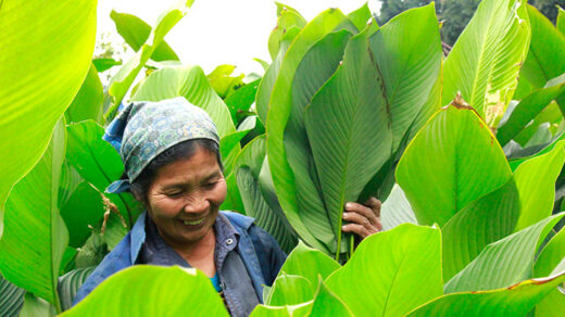 The type of tree that used to grow wild is now grown to have millions of money, when Tet comes, just cut the leaves and sell it