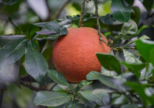 The specialty fruit ‘Tien King’ that was once disgraced, now sells for up to 1 million dong/fruit for Tet display