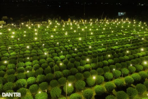 Shining bright chrysanthemum village Tet