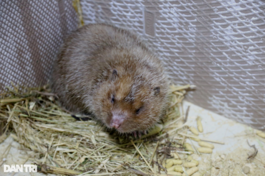 Returning to raising a species that only eats bamboo, the farmer was surprised by the results