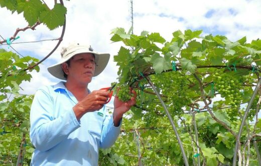 Ninh Thuan ornamental grapes in Tet season