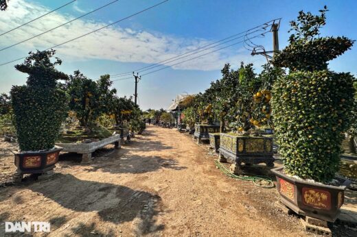 Unique 400-fruit Dien pomelo tree for sale for 8000 USD in Hanoi