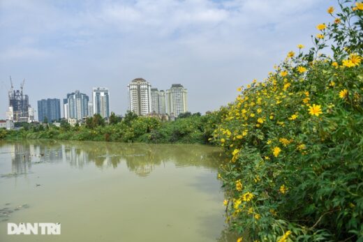 See the wild sunflower garden of 200 trees covered in yellow in the heart of Hanoi