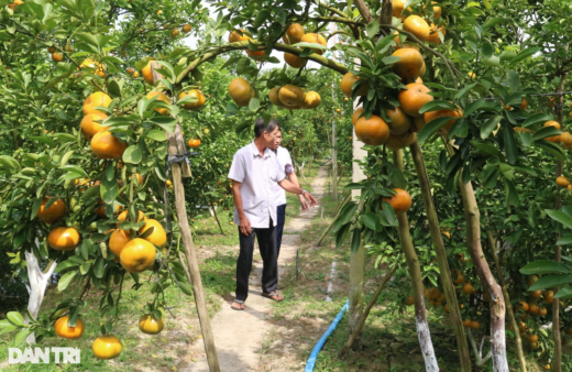 “Breaking into” tangerine orchards earns 50 times more than growing rice