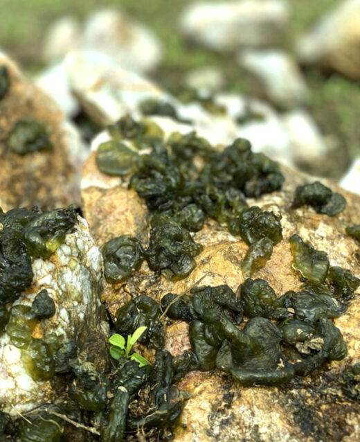 “God-given” specialties grow wild on rocks in Vietnam, in the season when people pick and sell to make millions