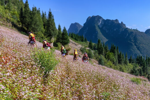 Ha Giang buckwheat triangle – flower color causes ‘nostalgia’