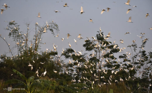 Planting bamboo to lure storks back to make nests