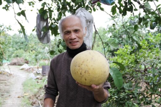 Giant pomelos sell up to a million dong each