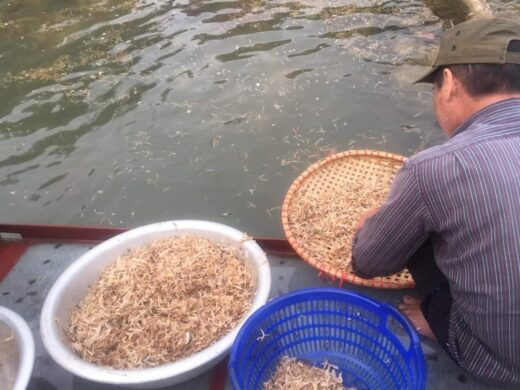 Strangely, insects only live for a few hours, becoming a specialty in Hanoi on the table