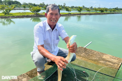 Ca Mau farmer decided to raise “strange” fish and suddenly became a billionaire