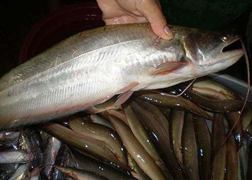 The type of fish that used people no one eats, now it is a specialty that many people love because it is delicious and nutritious, $17/kg