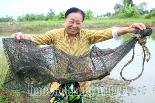 How do raise crabs to trap all big ones, selling for $12/kg?