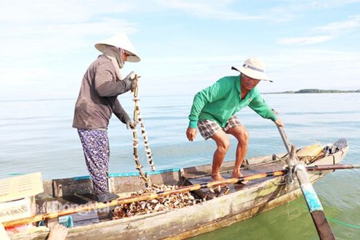 Use seashells to chase the specialty fish of Tri An lake bed