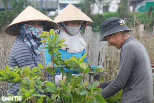 The profession of “changing clothes” for Apricot blossom Tet