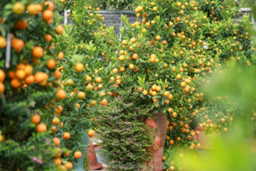 Bonsai ‘hugging the old house’ is unique and strange, attracting customers