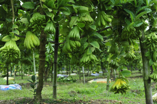 The ‘Buddha’s hand’ village in the heart of Hanoi is busy with the harvest season to serve the Lunar New Year