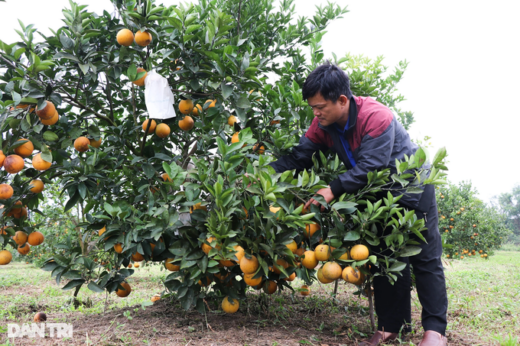 The special fruit of the King can be “dressed” as a Tet gift, serving gourmets