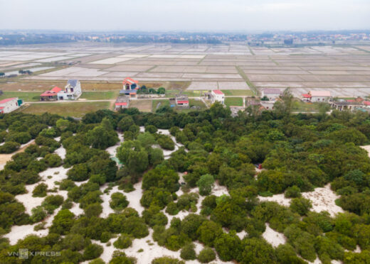 500-year-old brocade forest in a coastal village