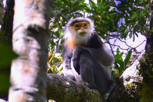 15 years of protecting douc langurs in Kon Ka Kinh