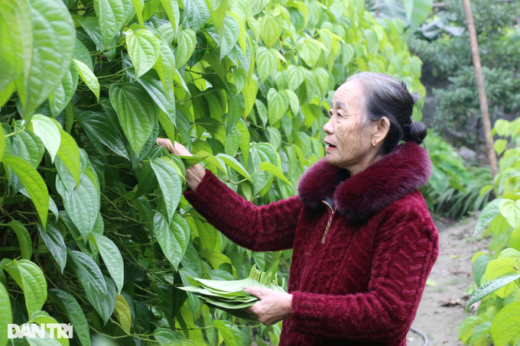 Planting the “progress king” tree, farmers are tired of picking leaves to count money during Tet